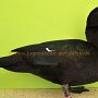 v 97 BJM Warzenenten wildfarbig Moselage Nils